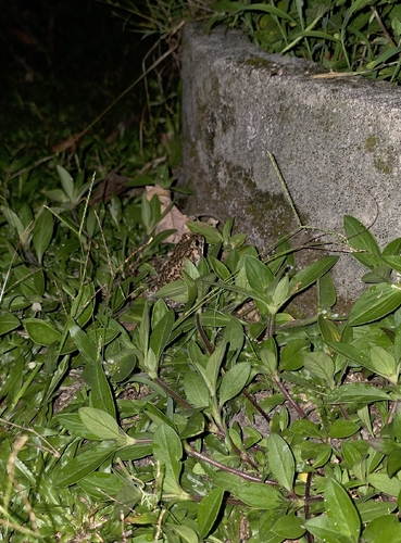 Duttaphrynus melanostictus