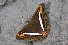 Adelpha corcyra