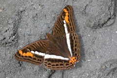 Adelpha corcyra