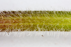 Chaerophyllum hirsutum