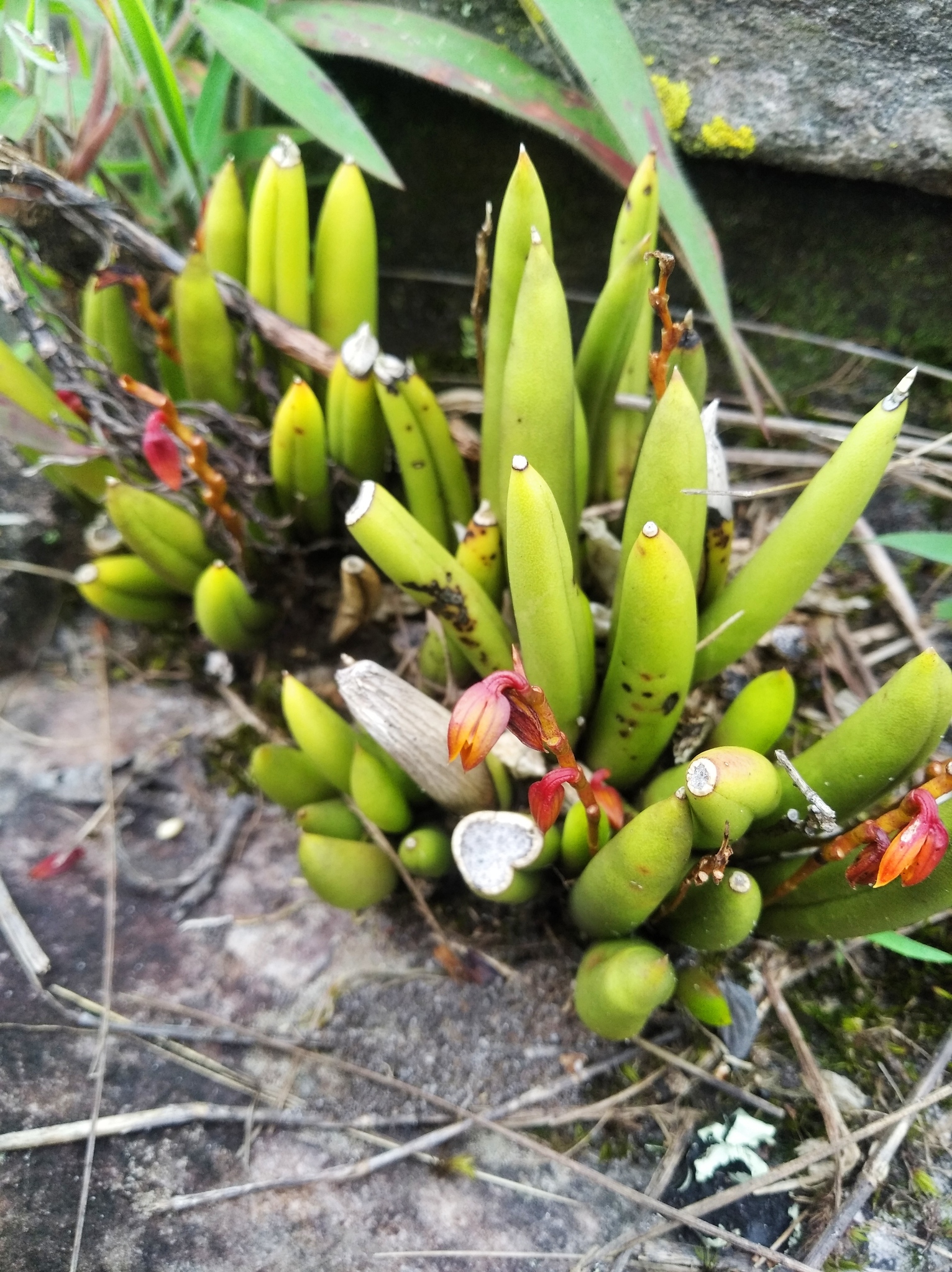 Acianthera johannensis