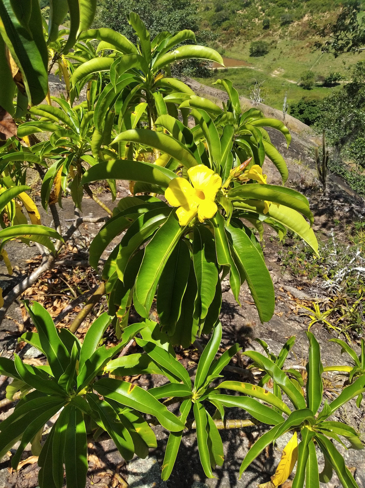 Allamanda laevis Markgr.