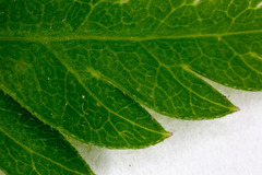 Chaerophyllum hirsutum