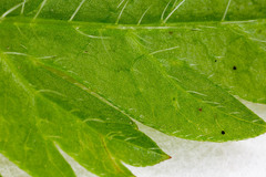 Chaerophyllum hirsutum