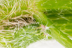 Chaerophyllum hirsutum