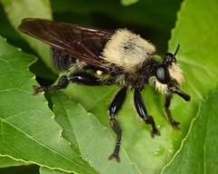 Laphria grossa