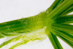 Chaerophyllum hirsutum