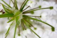 Chaerophyllum hirsutum