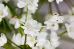 Chaerophyllum hirsutum