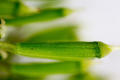 Chaerophyllum hirsutum