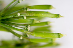 Chaerophyllum hirsutum