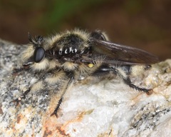 Laphria cinerea