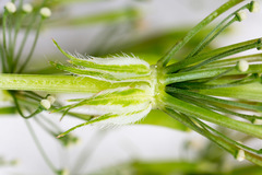 Chaerophyllum hirsutum