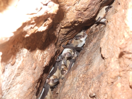 Small Big-eared Brown Bat