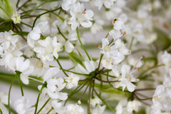 Chaerophyllum hirsutum