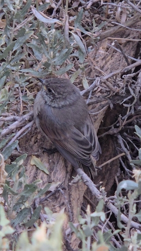Plain-mantled Tit-Spinetail (Leptasthenura aegithaloides)