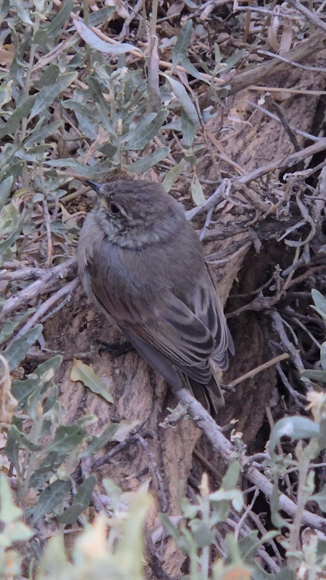 Plain-mantled Tit-Spinetail (Leptasthenura aegithaloides), photo 1