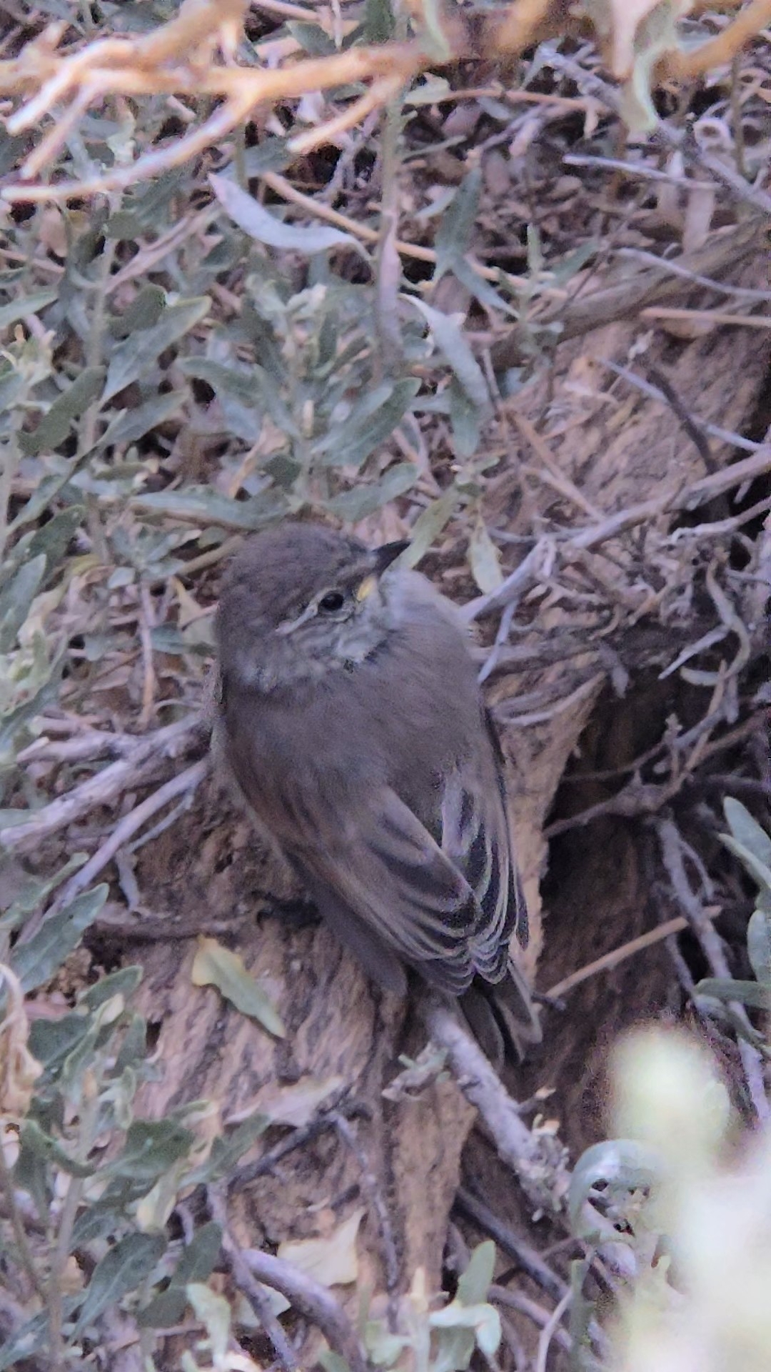 Plain-mantled Tit-Spinetail (Leptasthenura aegithaloides), photo 2