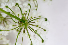 Chaerophyllum hirsutum