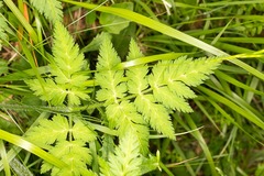 Chaerophyllum hirsutum