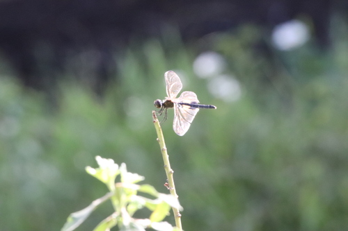 Rhyothemis variegata