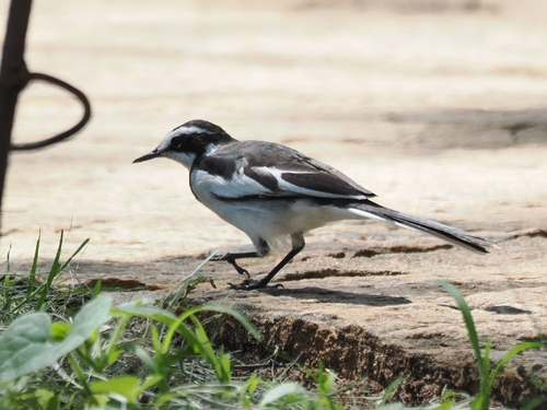 iNaturalist: (c) Michał Górski, some rights reserved (CC BY-NC), uploaded by Michał Górski iNaturalist image