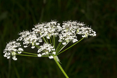 Chaerophyllum hirsutum