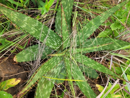 Highveld Spotted Aloe (Aloe davyana)