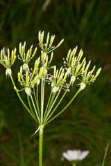 Chaerophyllum hirsutum