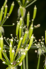 Chaerophyllum hirsutum