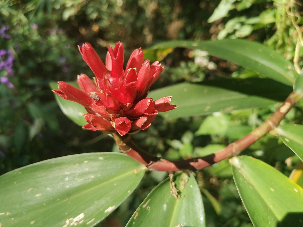 Cát lồi – Hellenia speciosa