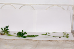 Chaerophyllum hirsutum