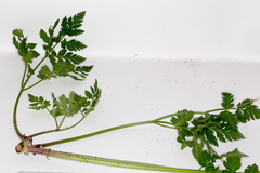 Chaerophyllum hirsutum