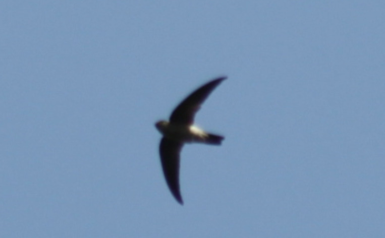 Edible-nest Swiftlet (Aerodramus fuciphagus), photo 3