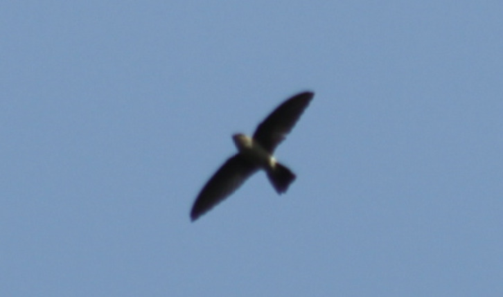 Edible-nest Swiftlet (Aerodramus fuciphagus), photo 4