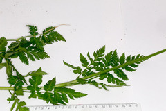 Chaerophyllum hirsutum