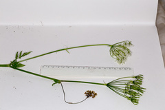 Chaerophyllum hirsutum