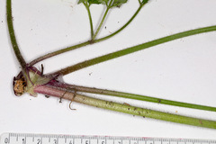 Chaerophyllum hirsutum