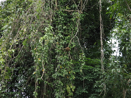 Phytocrene bracteata, photograph 1