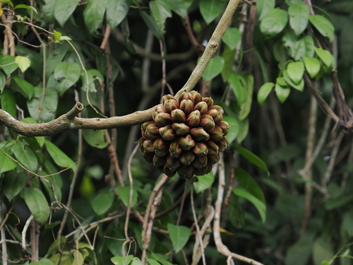 Phytocrene bracteata