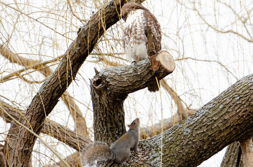 Eastern Gray Squirrel photographed in Massachusetts