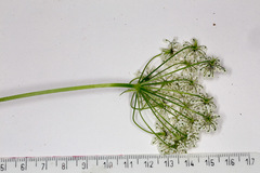 Chaerophyllum hirsutum