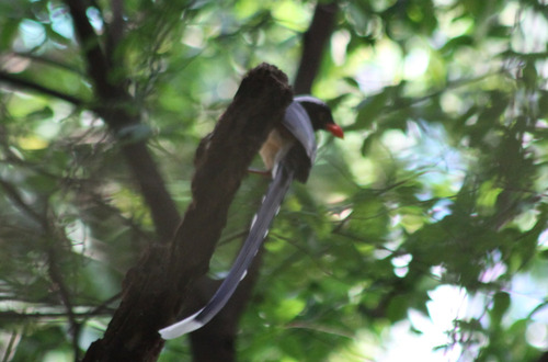 Red-billed Blue Magpie (Urocissa erythroryncha), photo 5