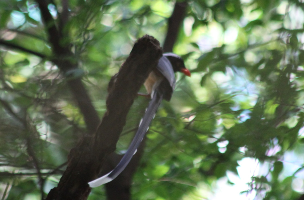 Red-billed Blue Magpie (Urocissa erythroryncha), photo 4