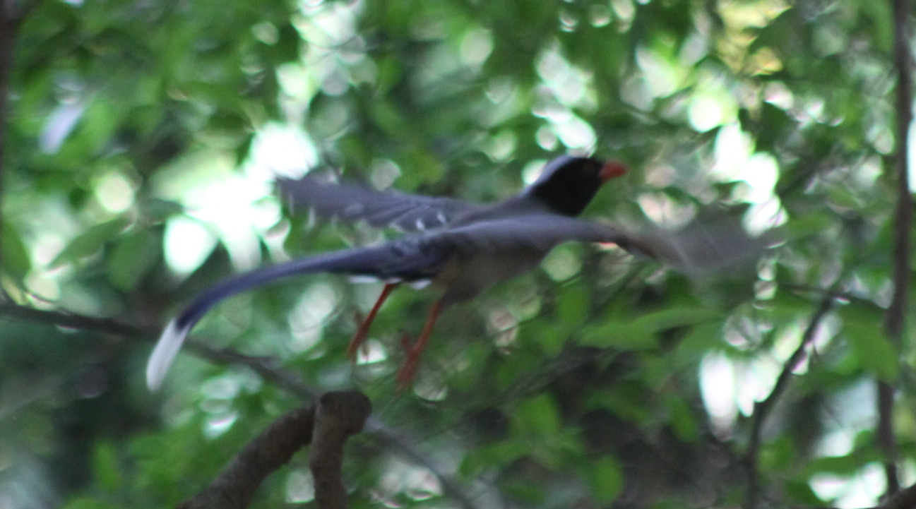Red-billed Blue Magpie (Urocissa erythroryncha), photo 2