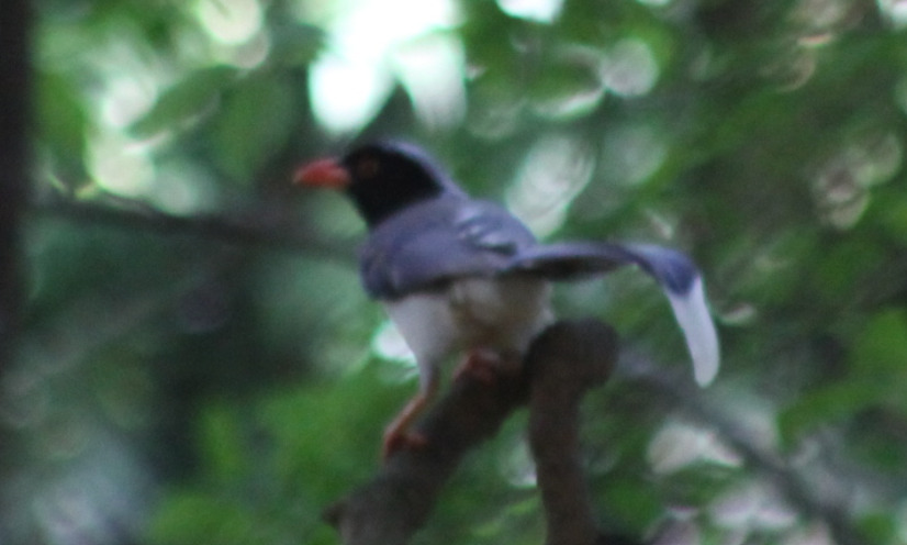 Red-billed Blue Magpie (Urocissa erythroryncha), photo 3
