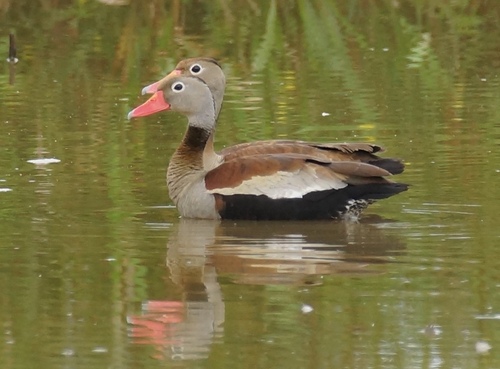 Black-bellied Whistling-Duck