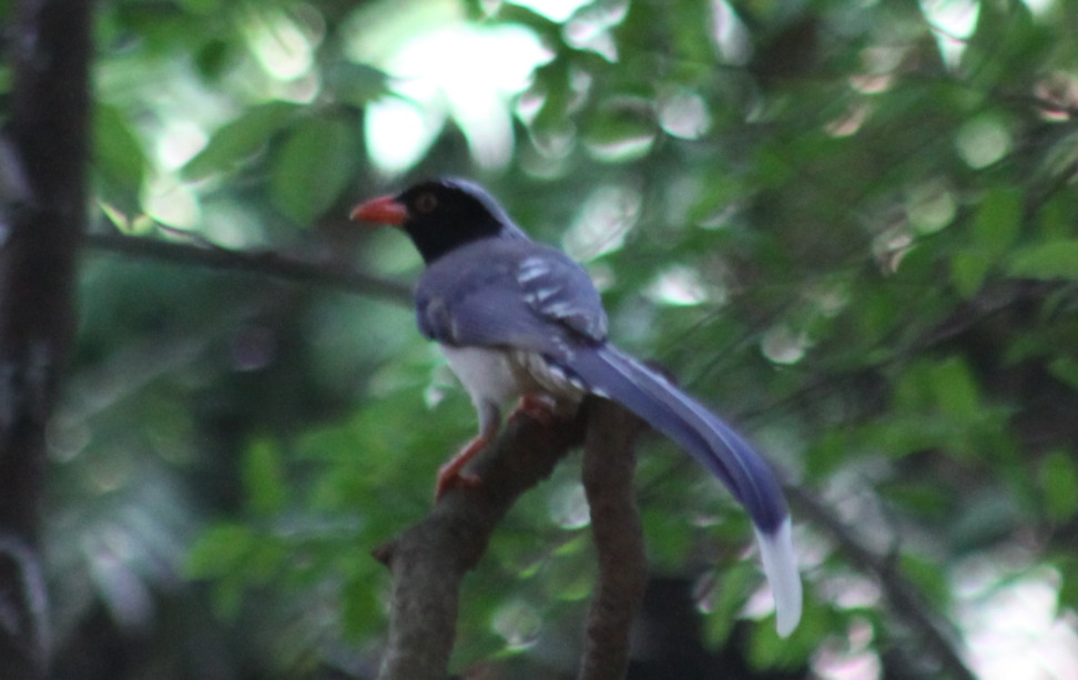 Red-billed Blue Magpie (Urocissa erythroryncha), photo 1
