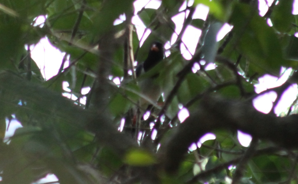 Red-billed Blue Magpie (Urocissa erythroryncha), photo 5