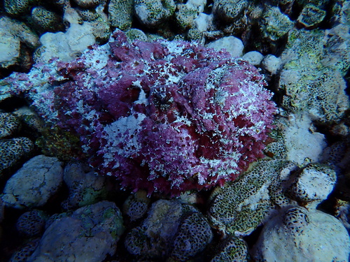 Steenvis (Synanceia verrucosa) — Synanceiidae — 4